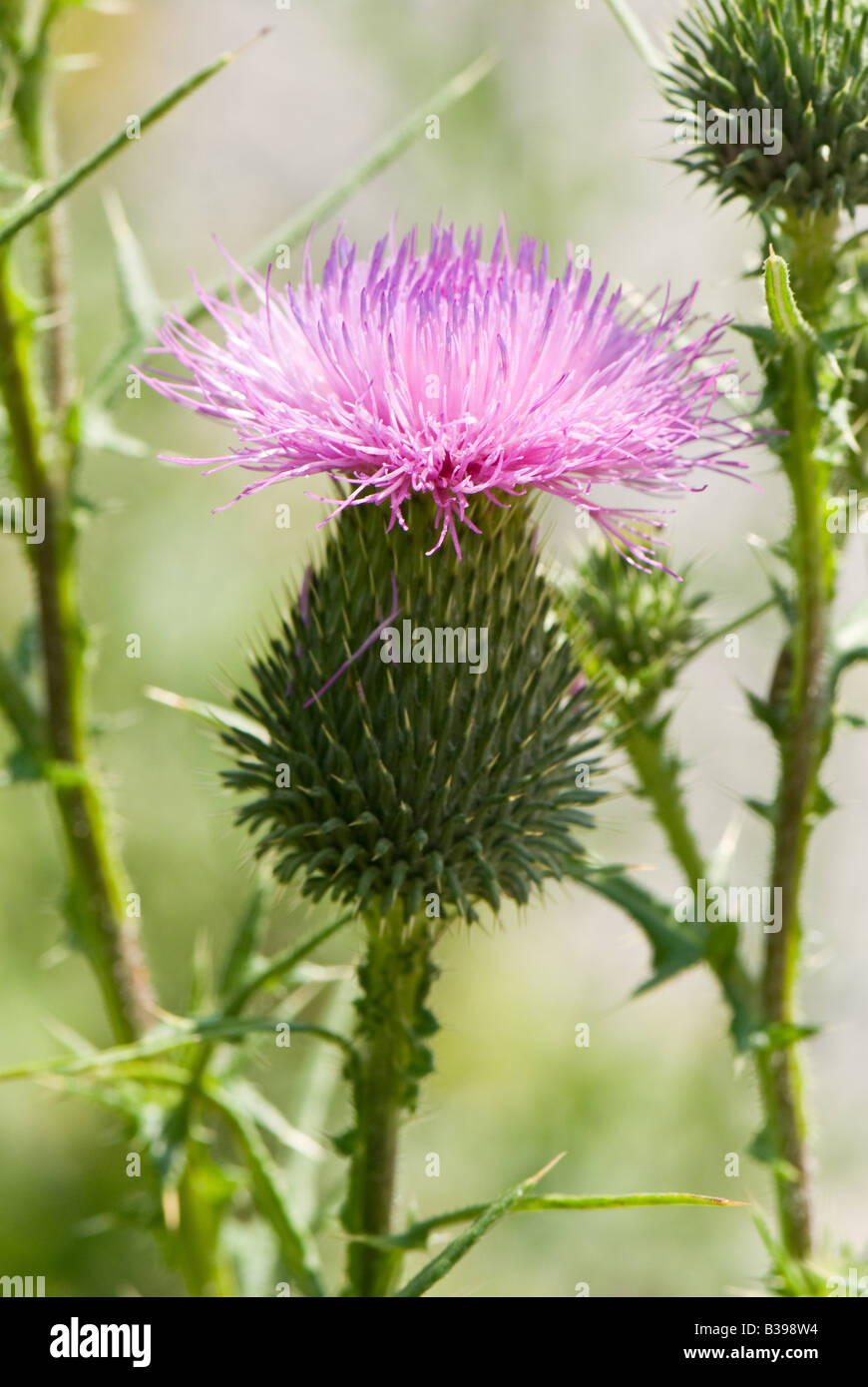 Bull Thistle (Cirsium vulgare), Dolly zolle deserto, Tucker County, West Virginia Foto Stock