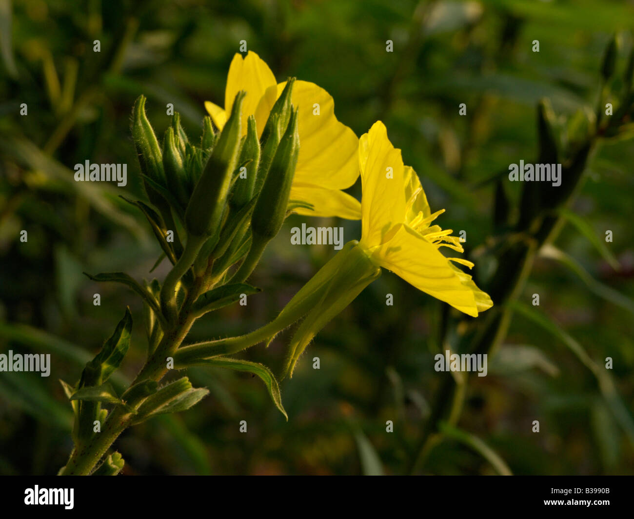 Enagra (oenothera biennis) Foto Stock