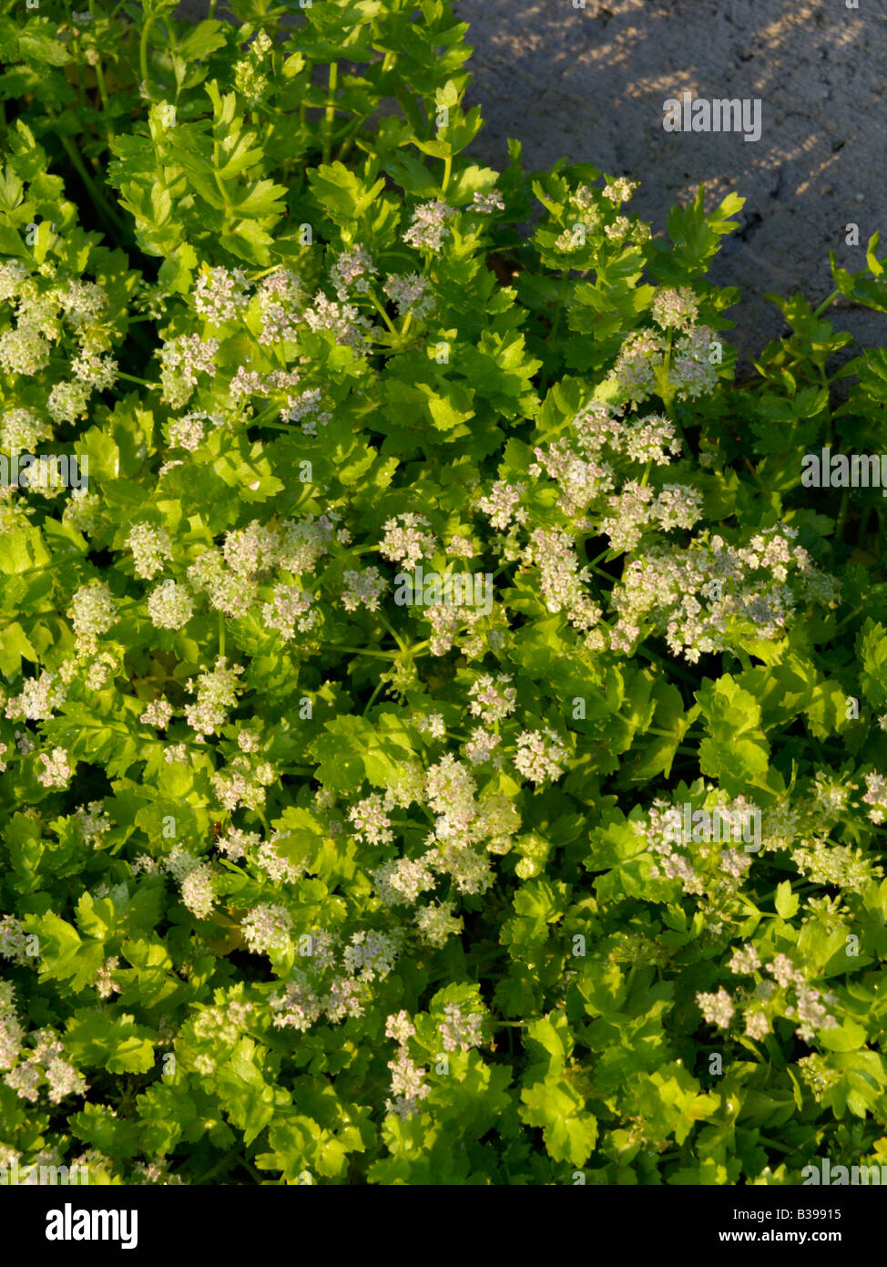 Creeping marshwort (apium repens) Foto Stock