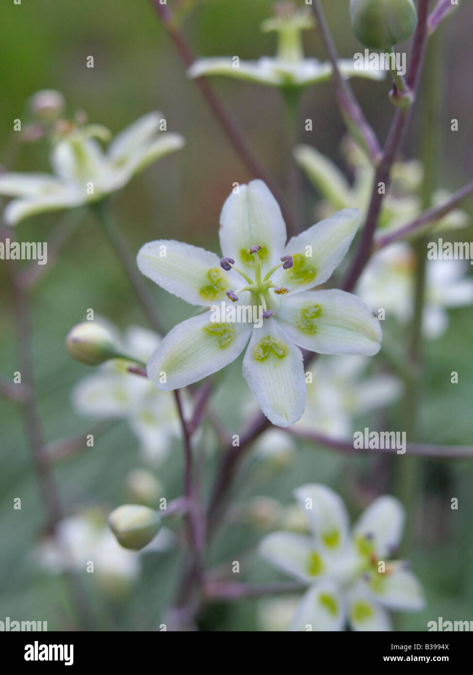 Mountain deathcamas (zigadenus elegans syn. anticlea elegans) Foto Stock