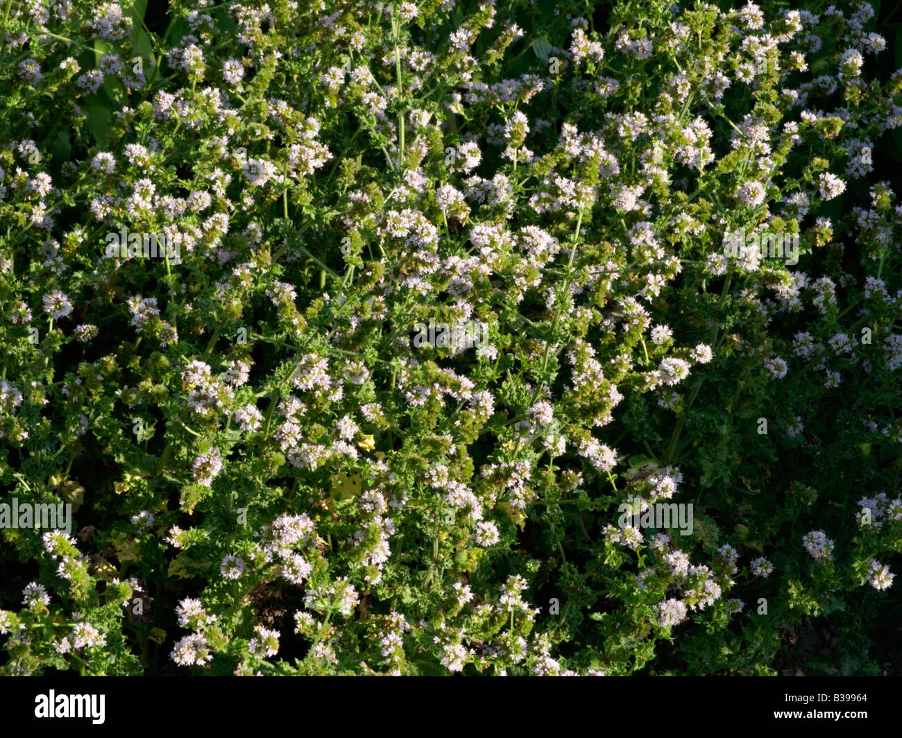 Menta verde (Mentha spicata) Foto Stock