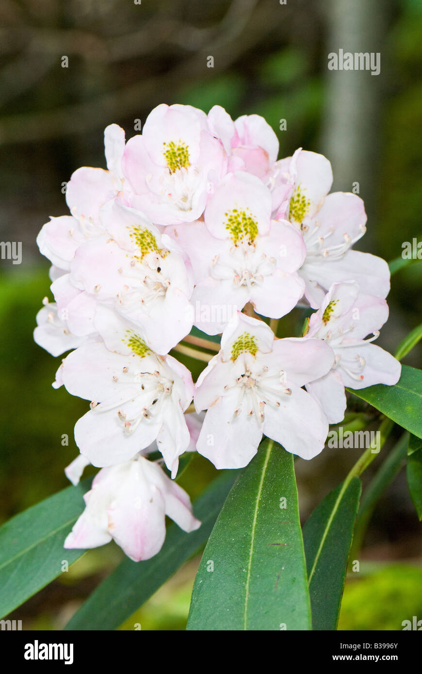 Grande rododendro rododendro (massimo), Dolly zolle deserto, Tucker County, West Virginia Foto Stock