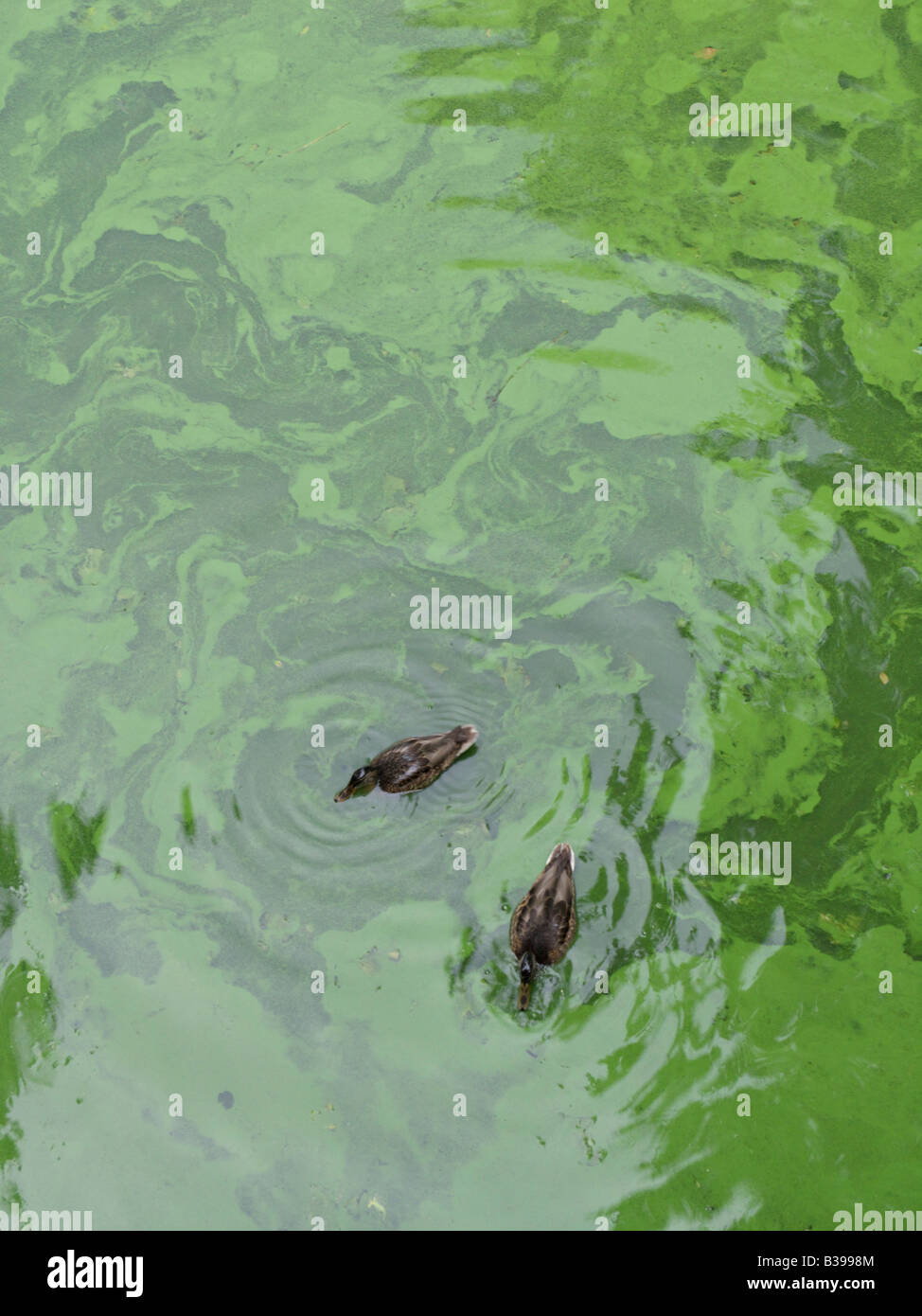 Nord del germano reale (Anas platyrhynchos) con alghe blu-verdi Foto Stock