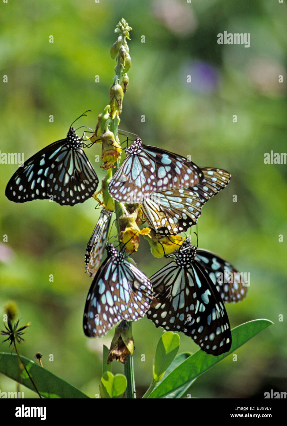 1170 Farfalle Pom Mundi i Ghati Occidentali Kerela membro India Foto Stock