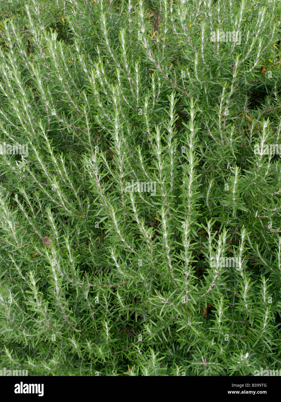 Foglie Secche Di Rosmarino YouHerbIt 25g-200g - Rosmarinus Officinalis, Marocco, Scadenza 12/2025
