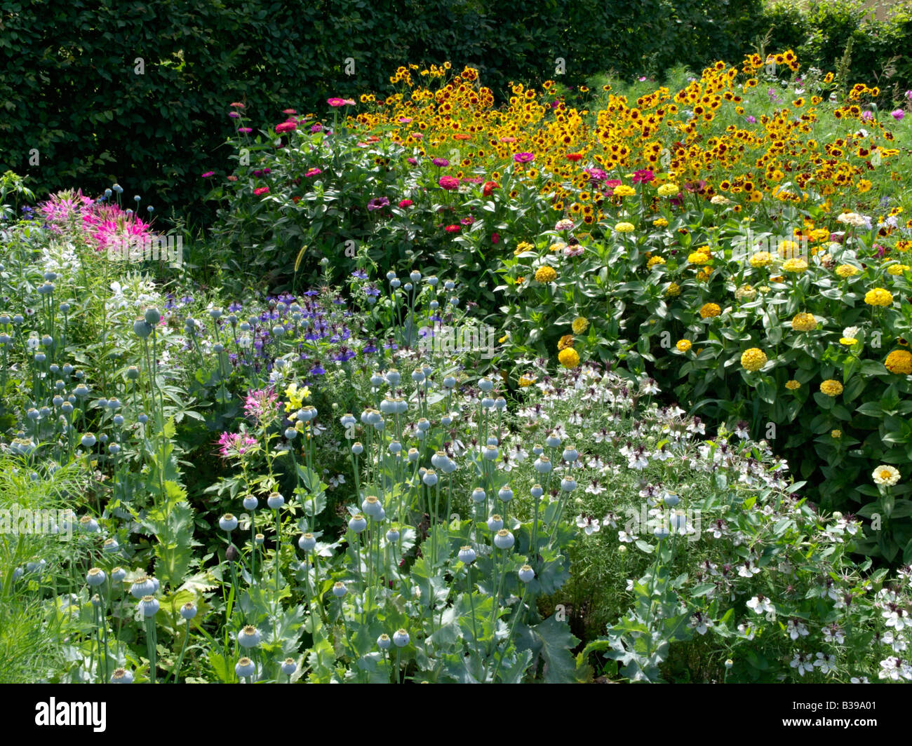 Fiore di ragno (tarenaya hassleriana syn. cleome hassleriana), papavero (Papaver somniferum), l'amore-in-un-MIST (nigella damascena), comune zinnia Foto Stock