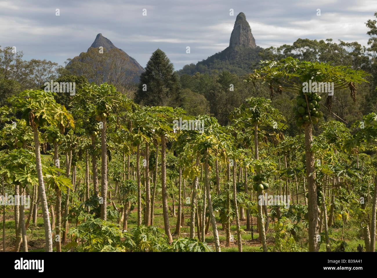 Una papaia paw paw plantation vicino La Glasshouse Mountains nel Sud del Queensland Australia Foto Stock