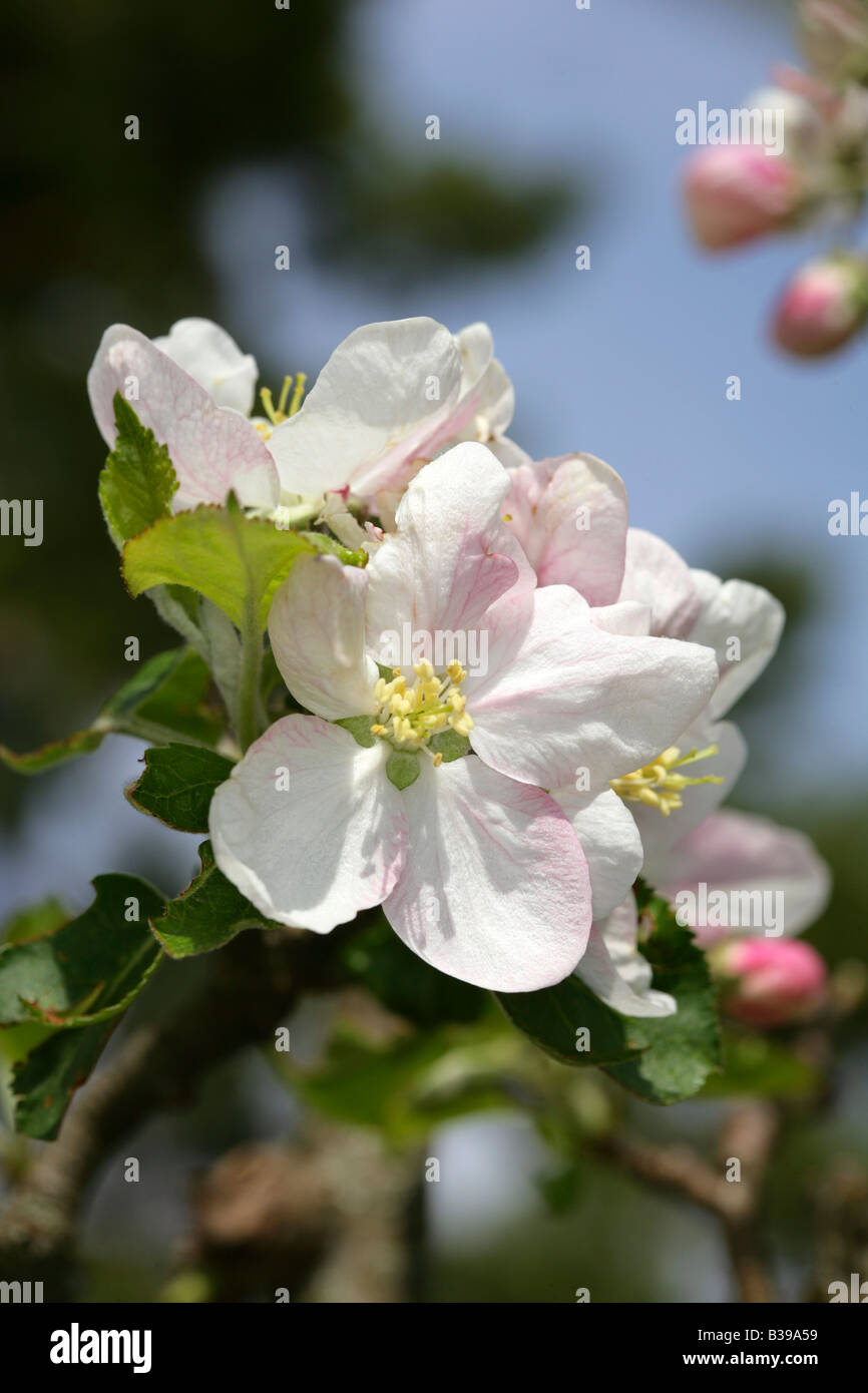 Apfelbluete, Apple Blossom Foto Stock