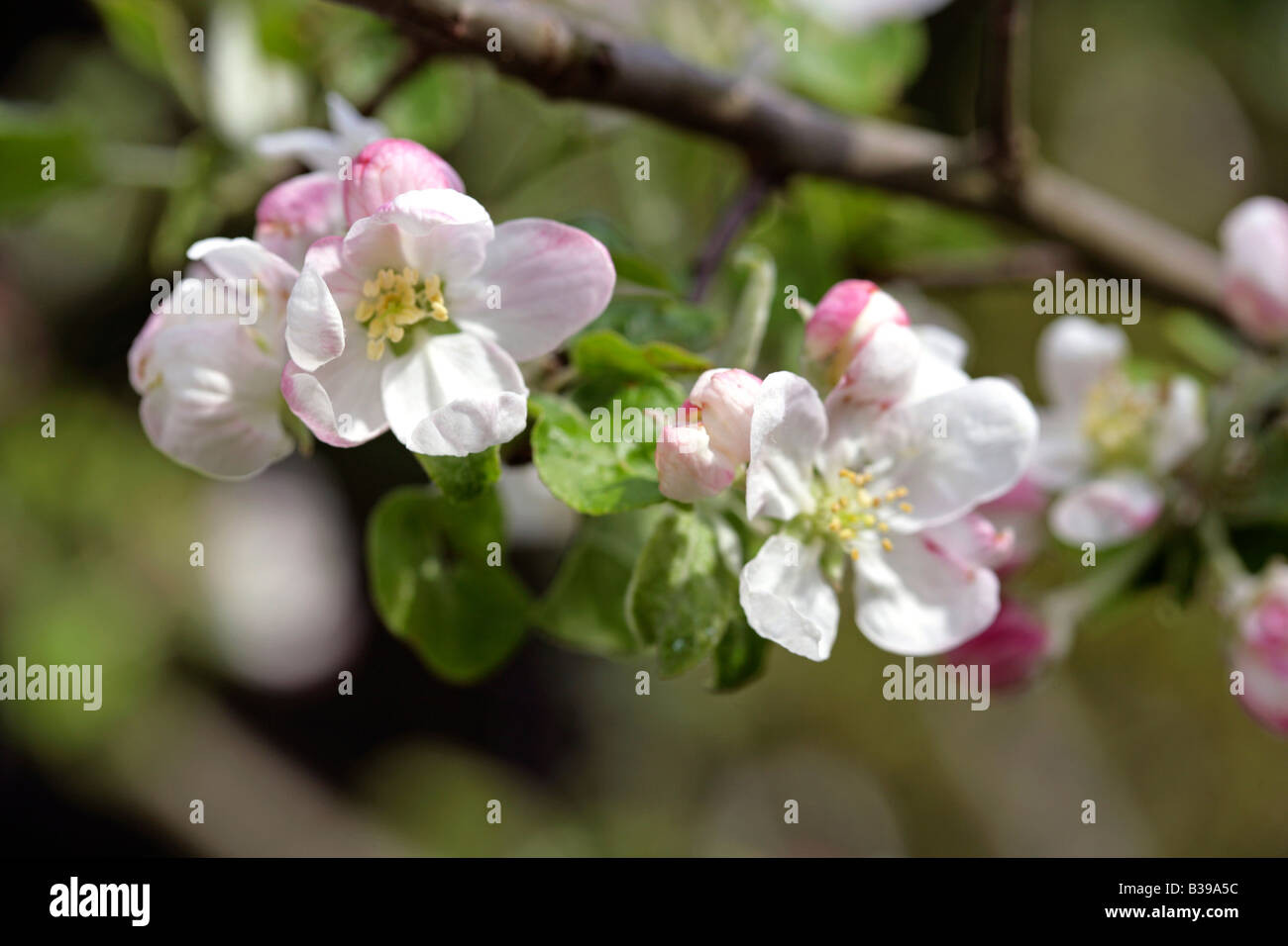 Apfelbluete, Apple Blossom Foto Stock