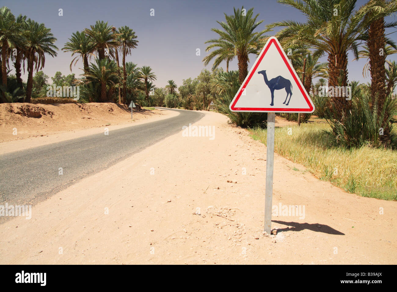 Cartello stradale attenti di cammelli nel Sahara marocchino Foto Stock