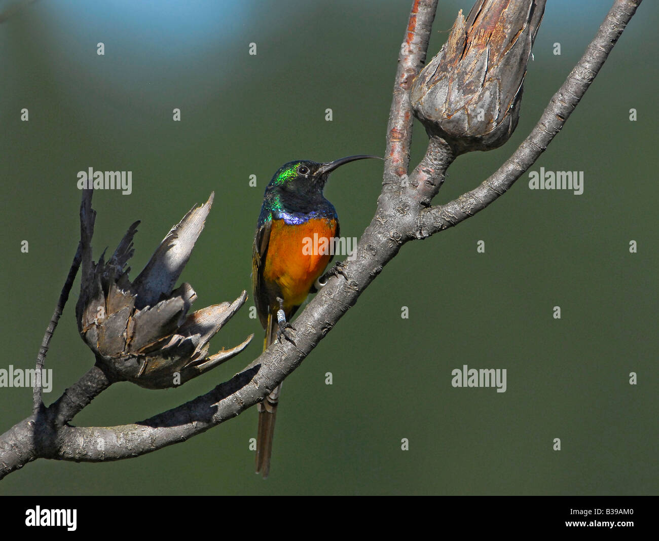 Arancio maschio-breasted sunbird udienza del Protea plant, Helderberg Riserva Naturale del Capo, in Sud Africa. Sito del Patrimonio mondiale. Foto Stock