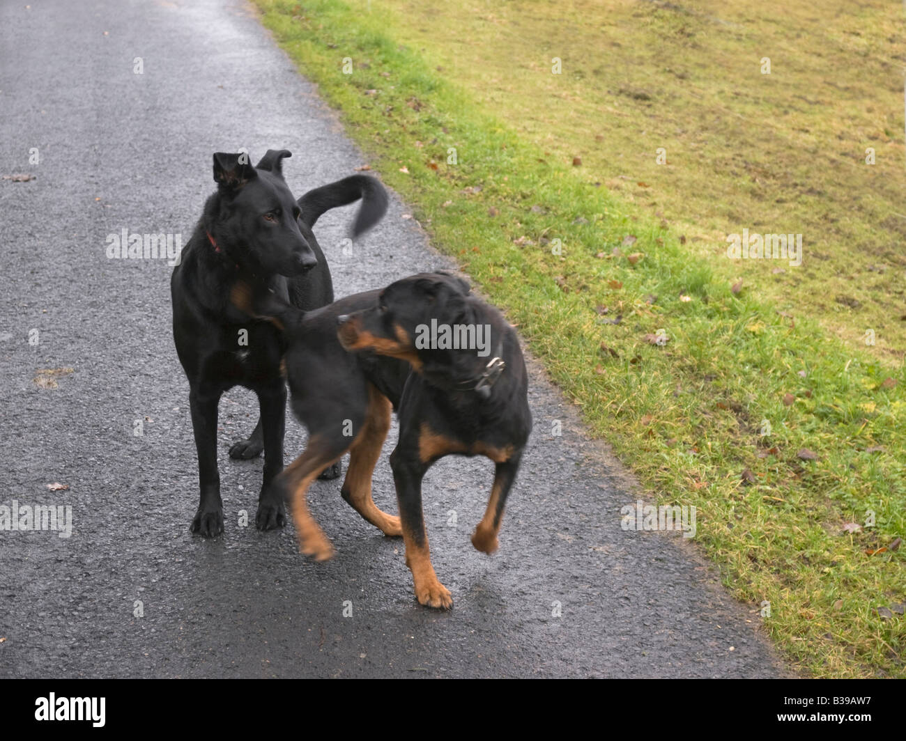 Due cani neri Labradorhybrid e Rottweiler staring vicenda mentre Rottweiler esecuzione di distanza Foto Stock