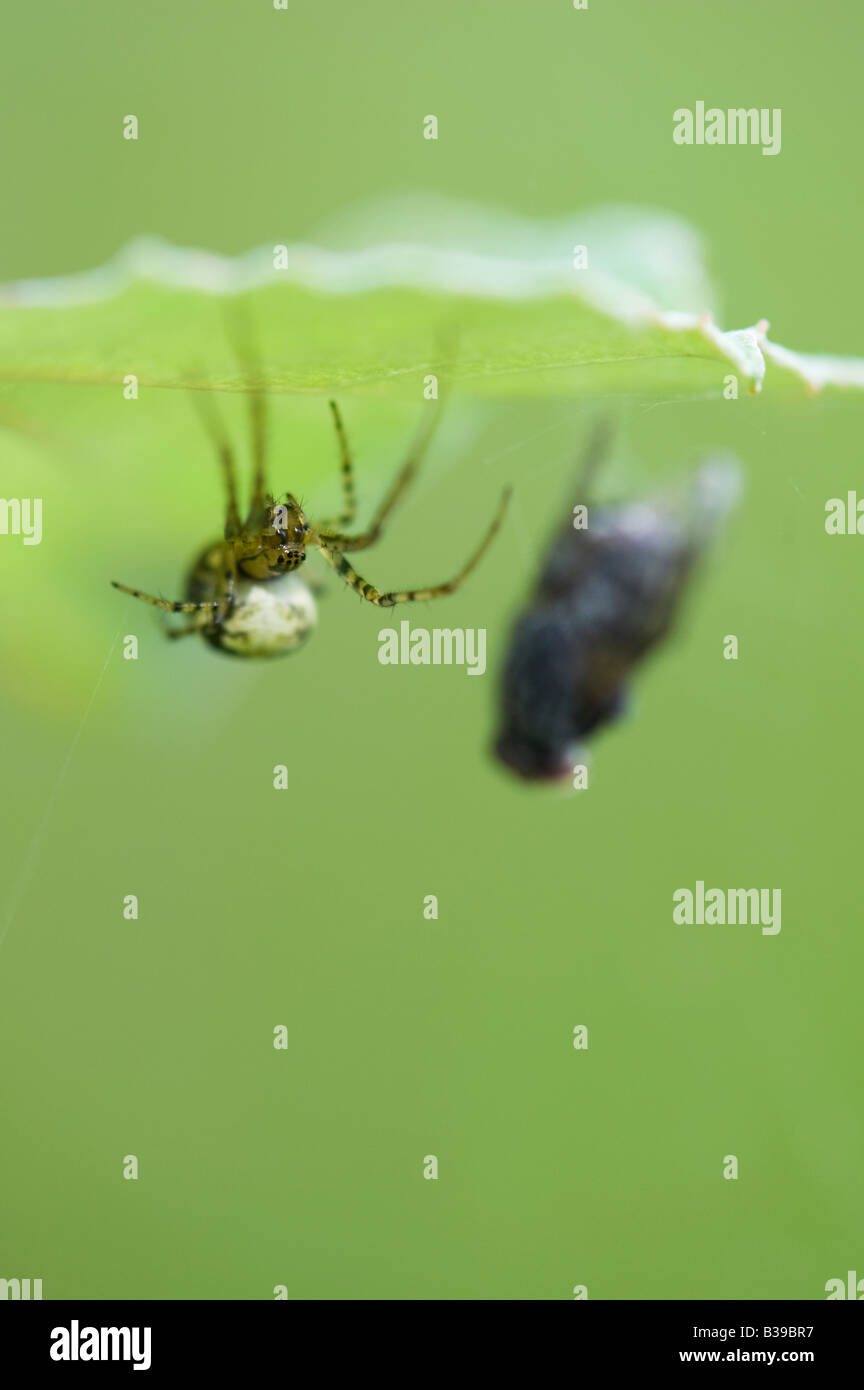 Meta menge. Tratto maschio ragno con un fly catturati nel suo web Foto Stock