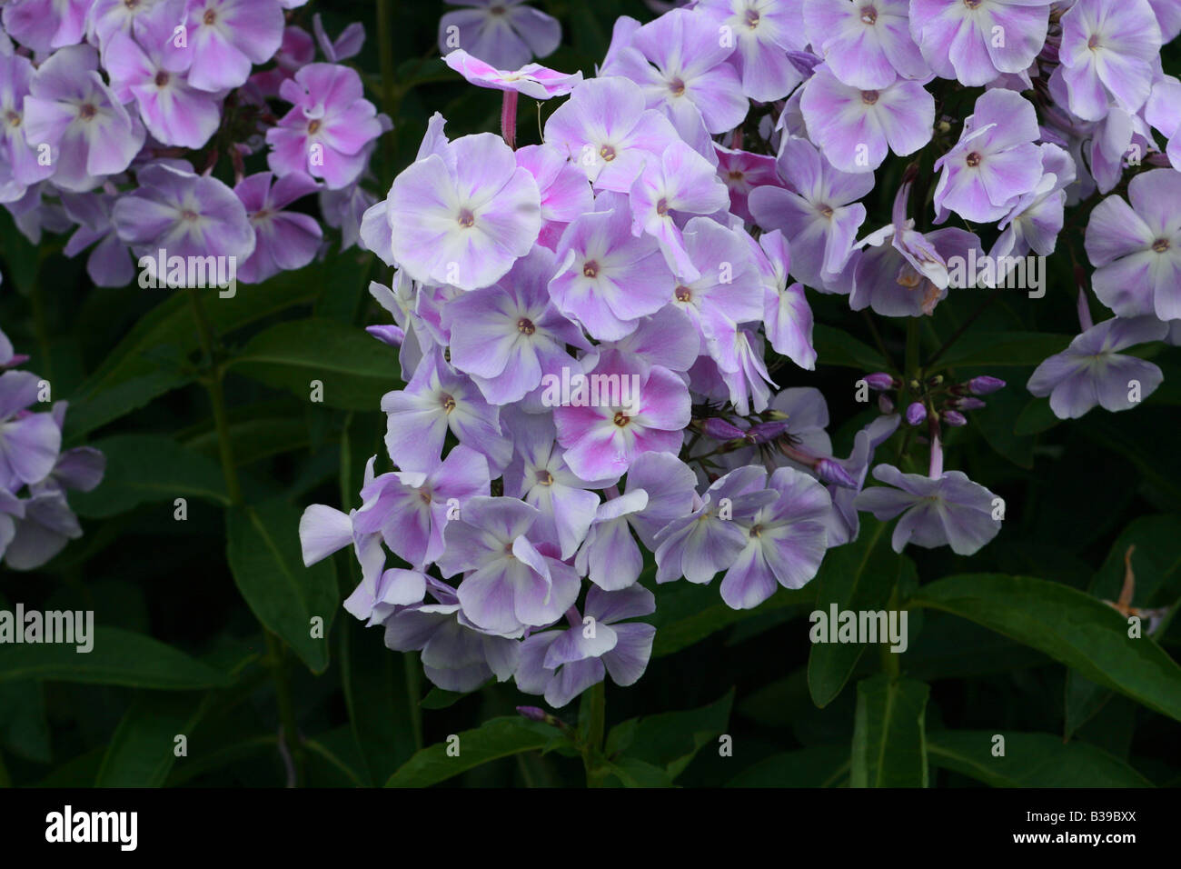 Phlox Paniculata Violetta Gloriosa Foto Stock