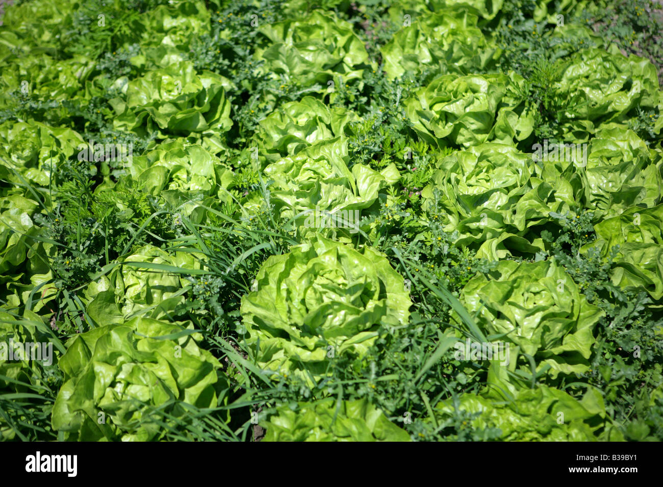 Deutschland, Bodensee, Salatfelder auf der Insel Reichenau, campi di insalata sull isola di Reichenau sul lago di Costanza Foto Stock