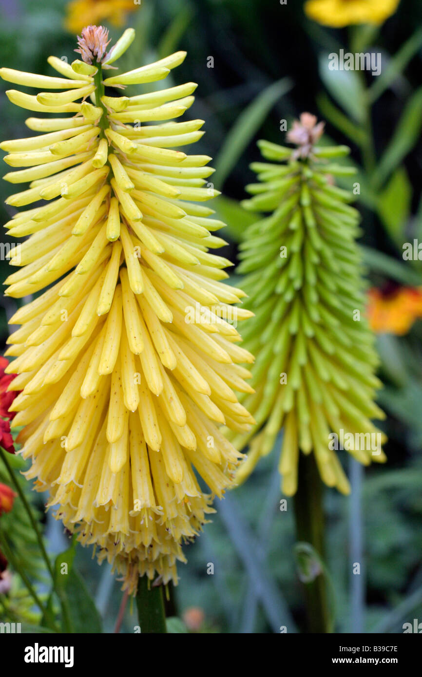 KNIPHOFIA API LIMONE Foto Stock