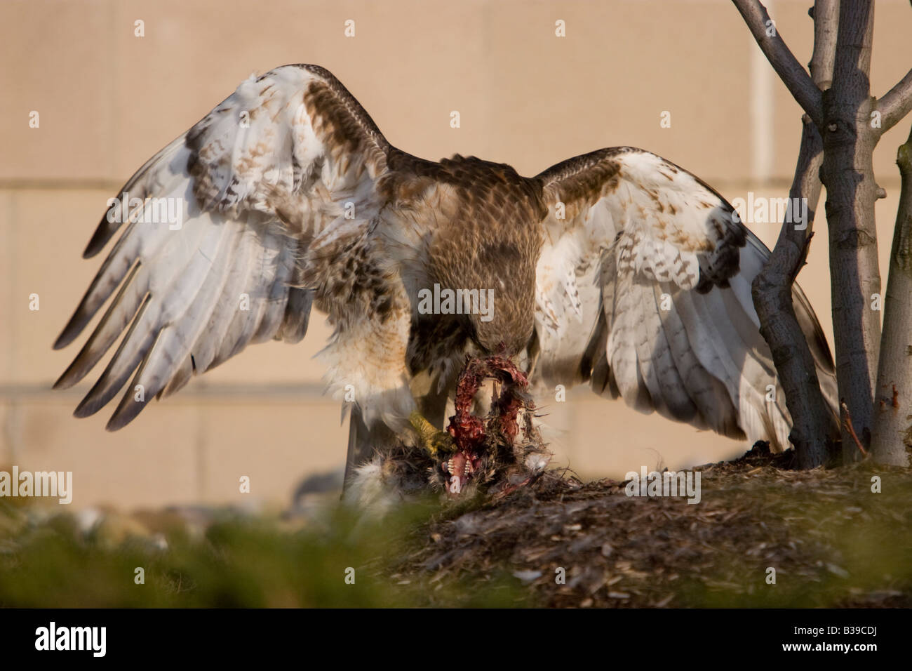 Red tailed hawk strappare la sua preda Foto Stock