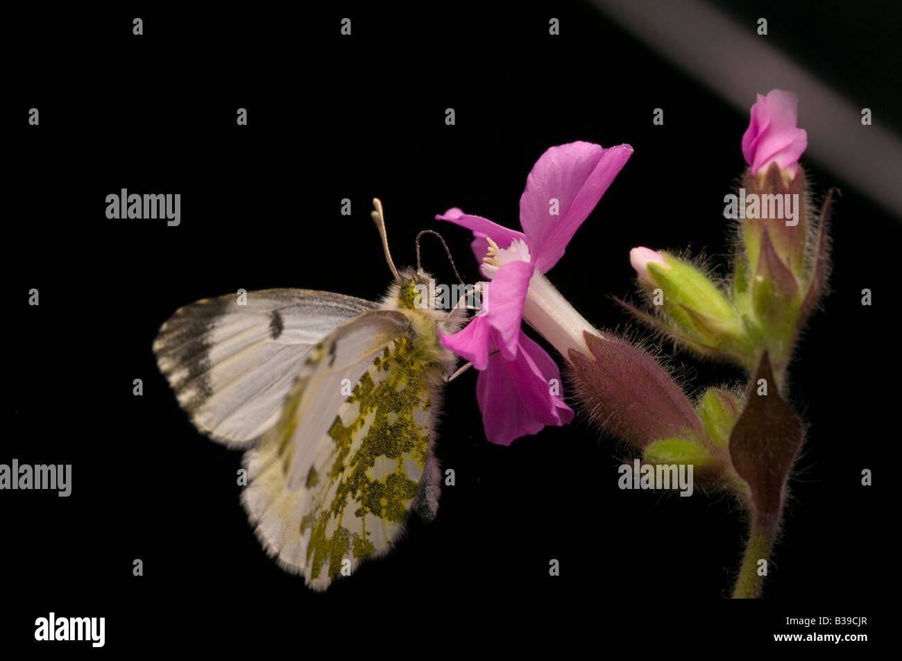 Femmina punta arancione farfalla"Anthocharis cardamines' avanzamento sul Rosa Campion. Foto Stock