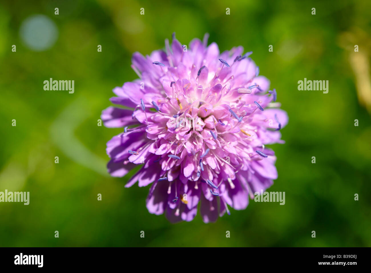 Alpine Scabious ( Cephalaria Alpina ) Wild meadow flower - Grindelwald in Svizzera Foto Stock