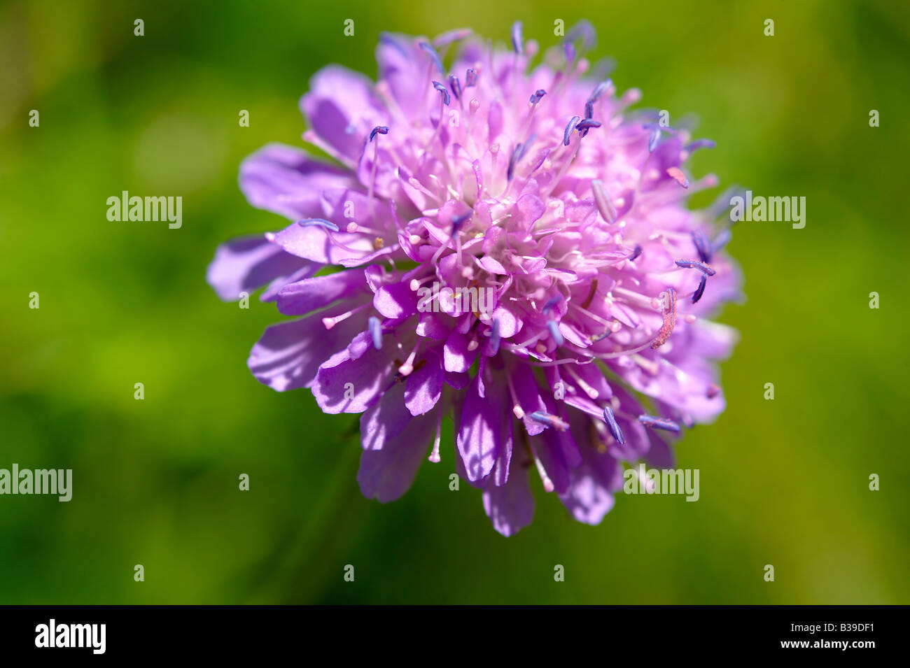 Alpine Scabious ( Cephalaria Alpina ) Wild meadow flower - Grindelwald in Svizzera Foto Stock
