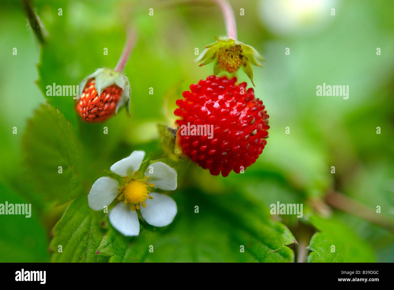 Fragole e fragole fiore di una pianta di fragole crescono in un giardino Foto Stock
