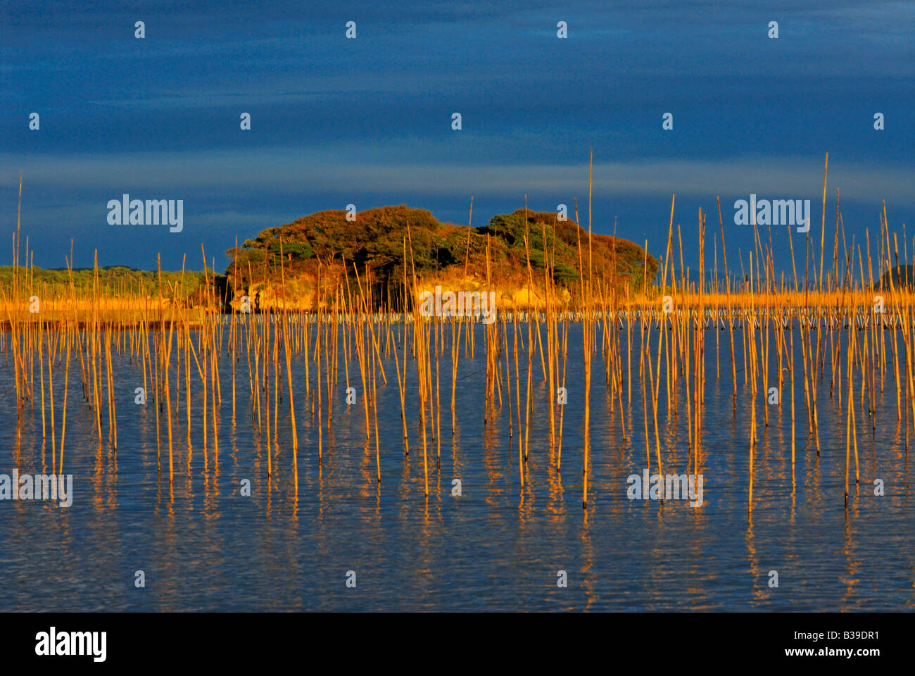 Fattorie subacquea in Matsushima bay Giappone Foto Stock