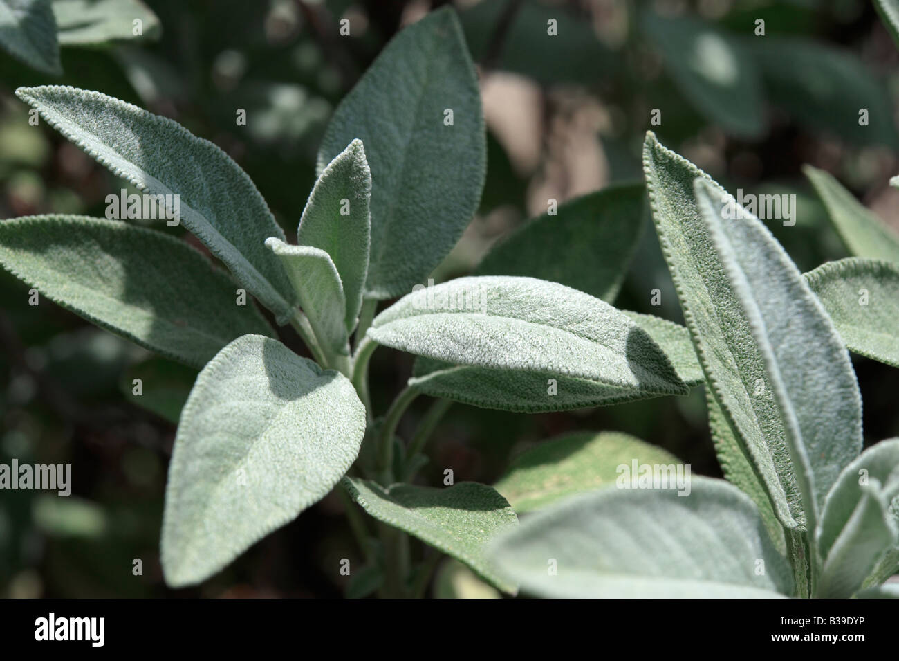Crescente di salvia (Salvia officinalis) Foto Stock