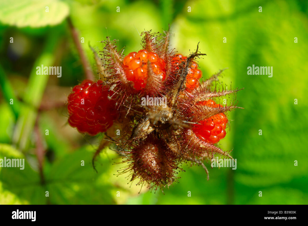 Wineberry organico crescente (Rubus phoenicolasius) - frutta giapponese Foto Stock