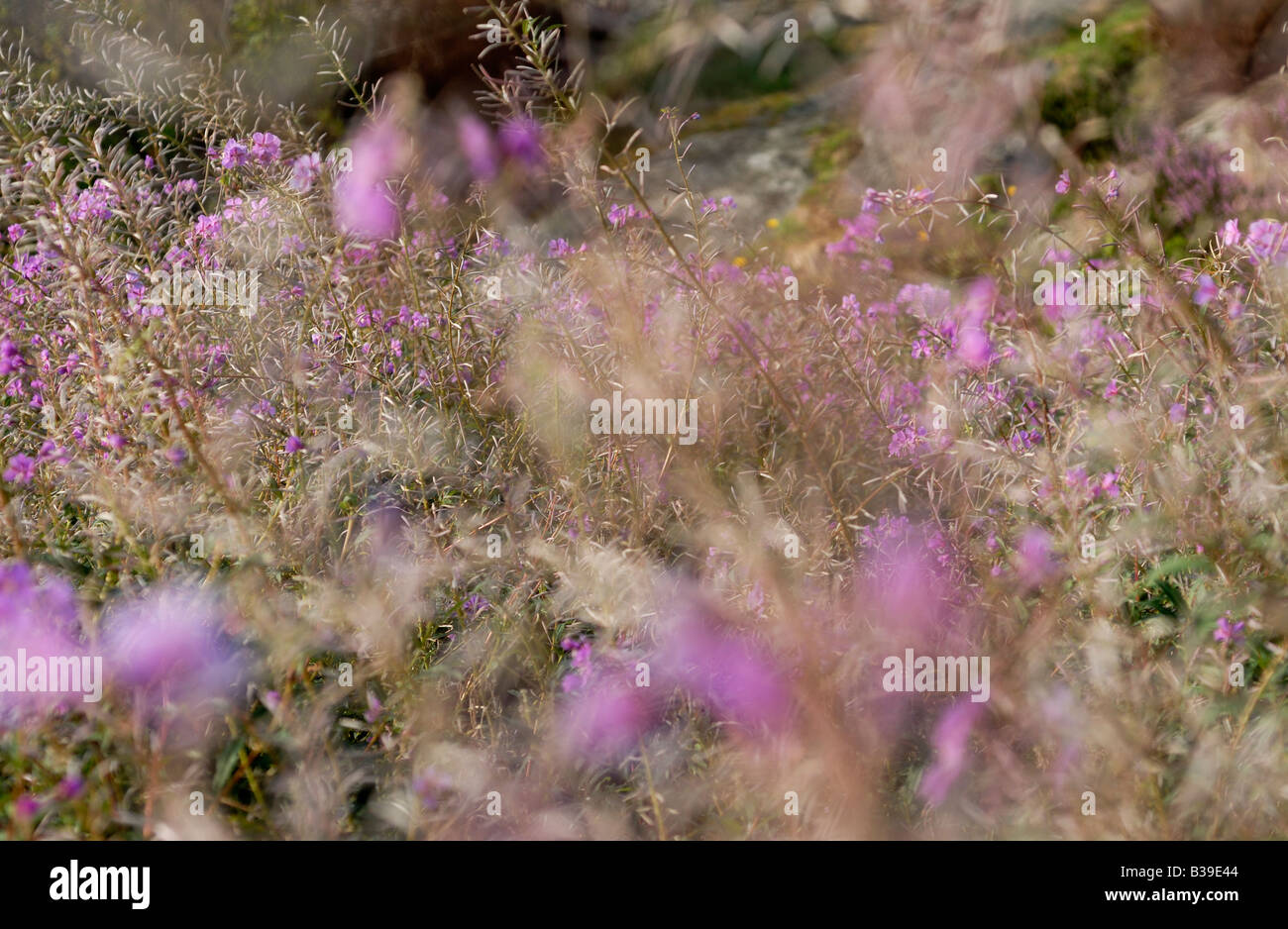 Fiori di colore rosa alla svedese costa ovest Foto Stock