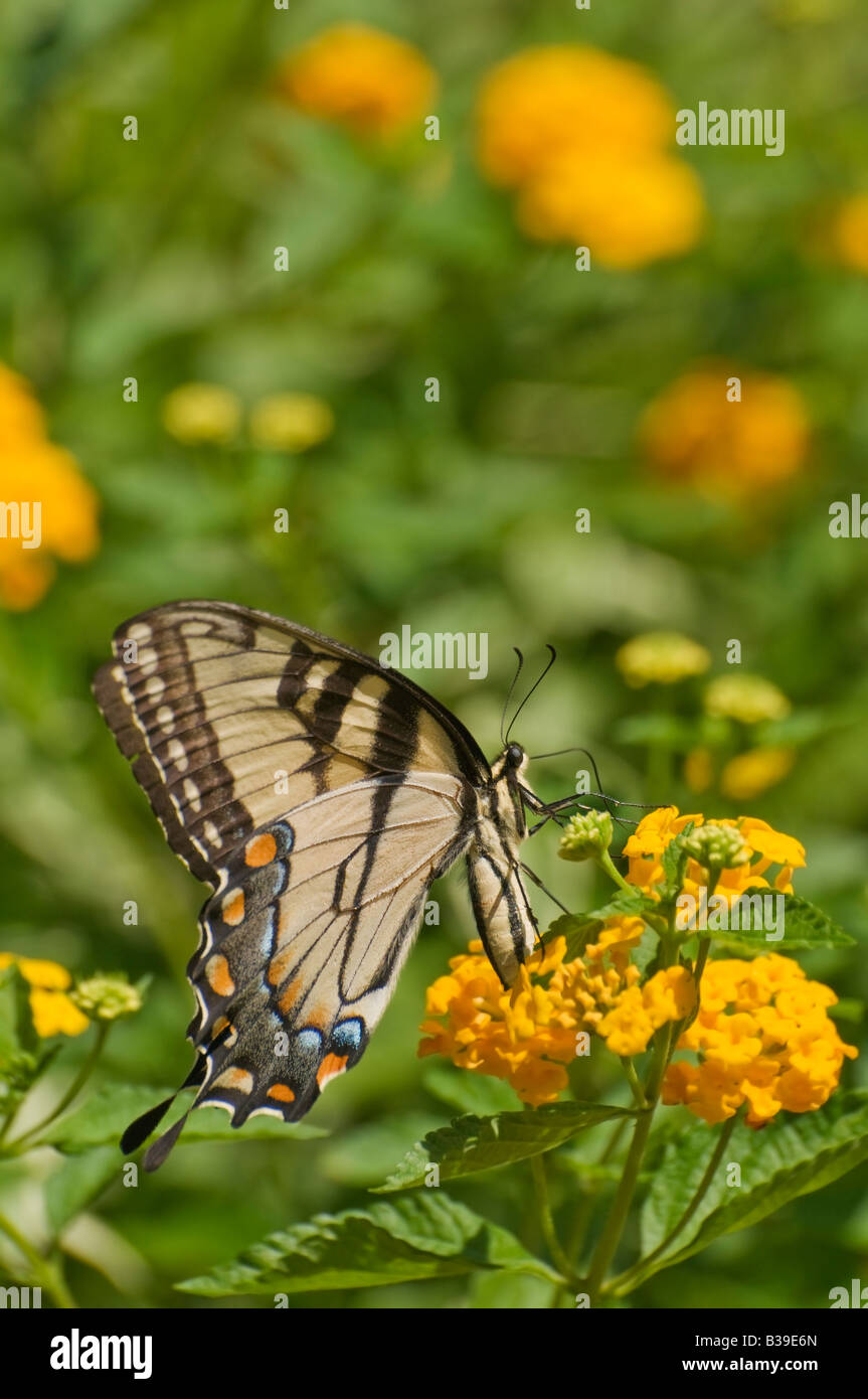 Foto di una tigre di Pasqua a farfalla a coda di rondine Foto Stock