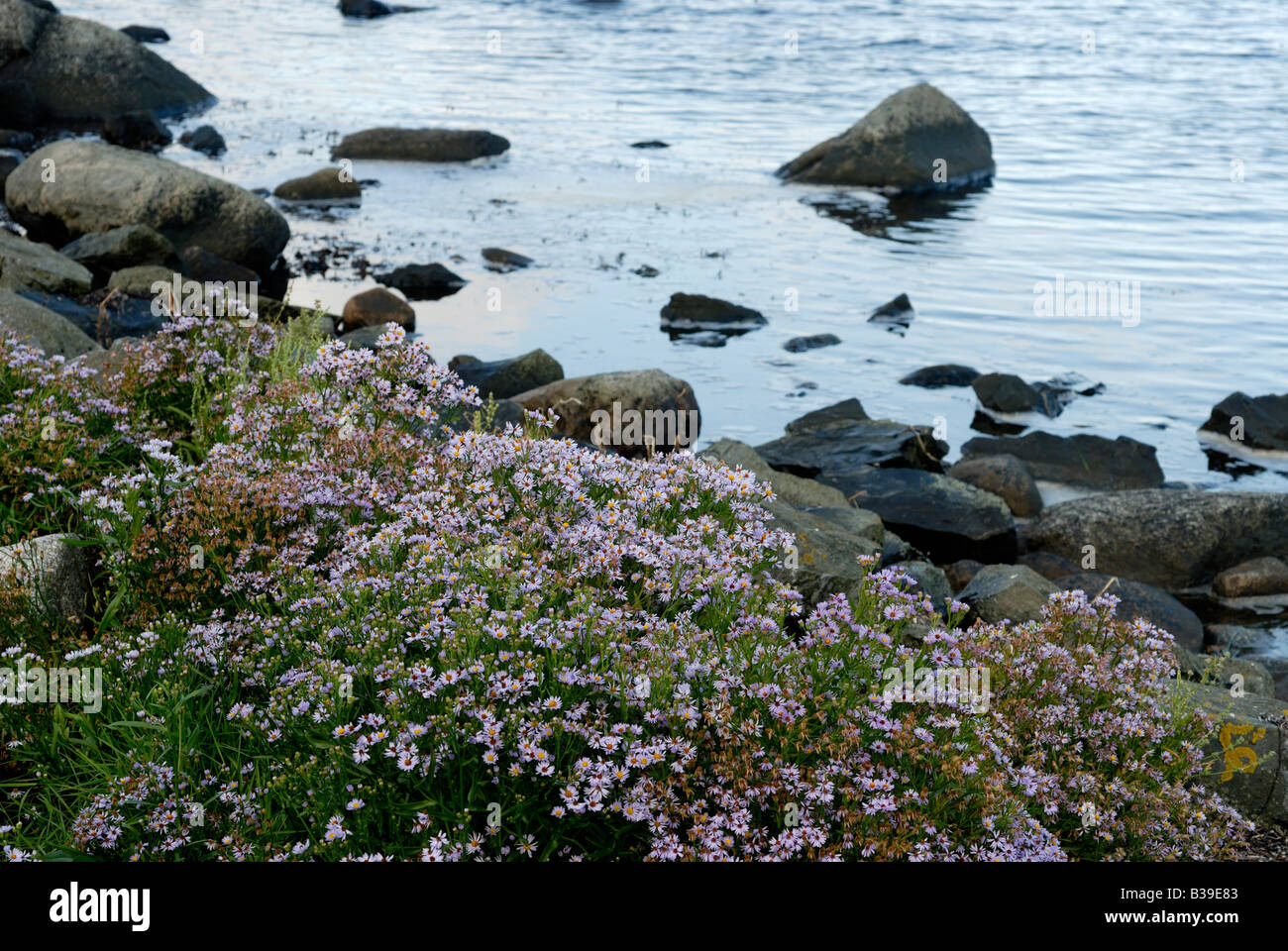 La diversità di flora svedese, costa ovest Foto Stock