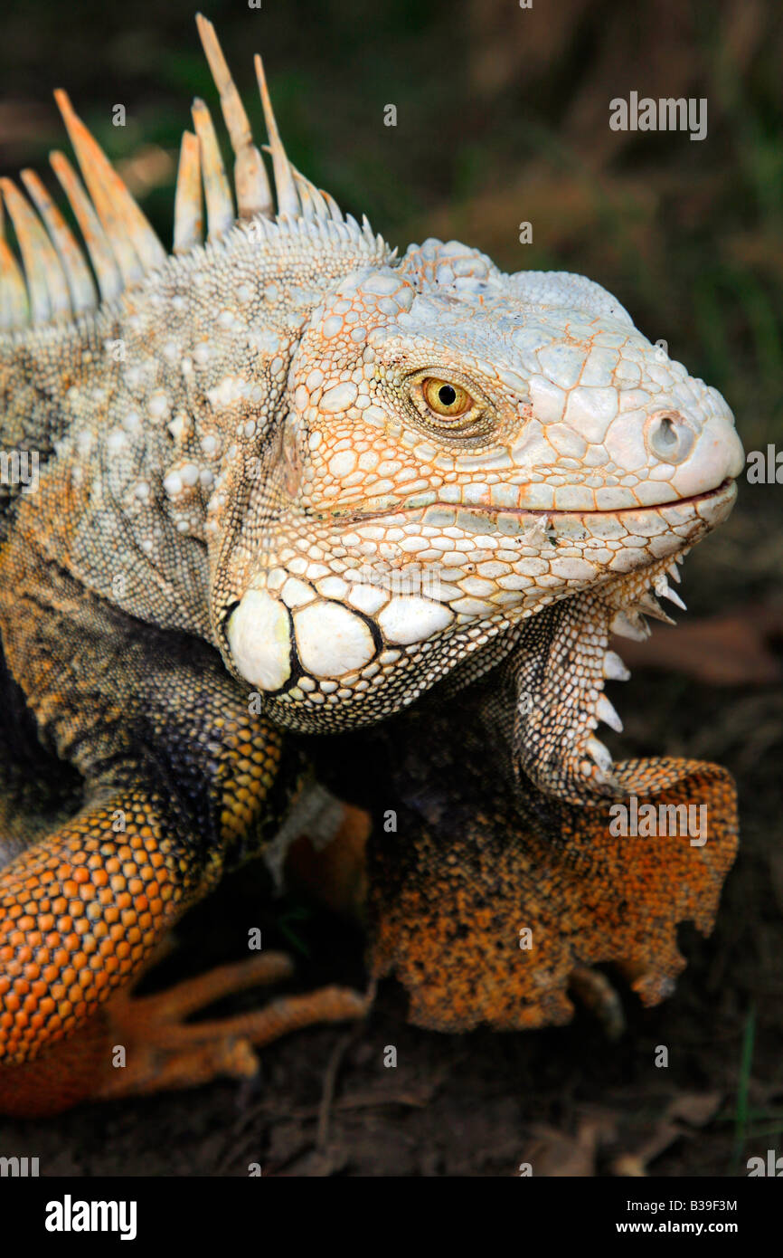 Nizza fino in prossimità della testa di un adulto di sesso maschile iguana verde Foto Stock
