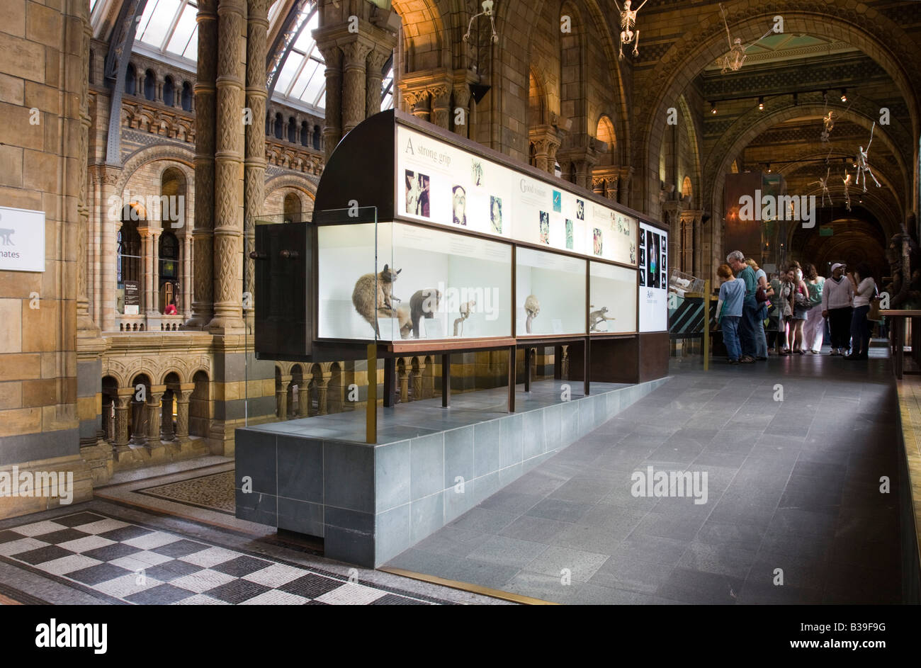 Museo di Storia Naturale di Londra Foto Stock