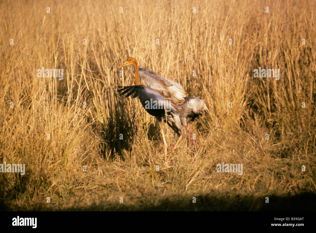 Saras gru. Bharatpur Bird Sanctuary, Rajasthan, India Foto Stock