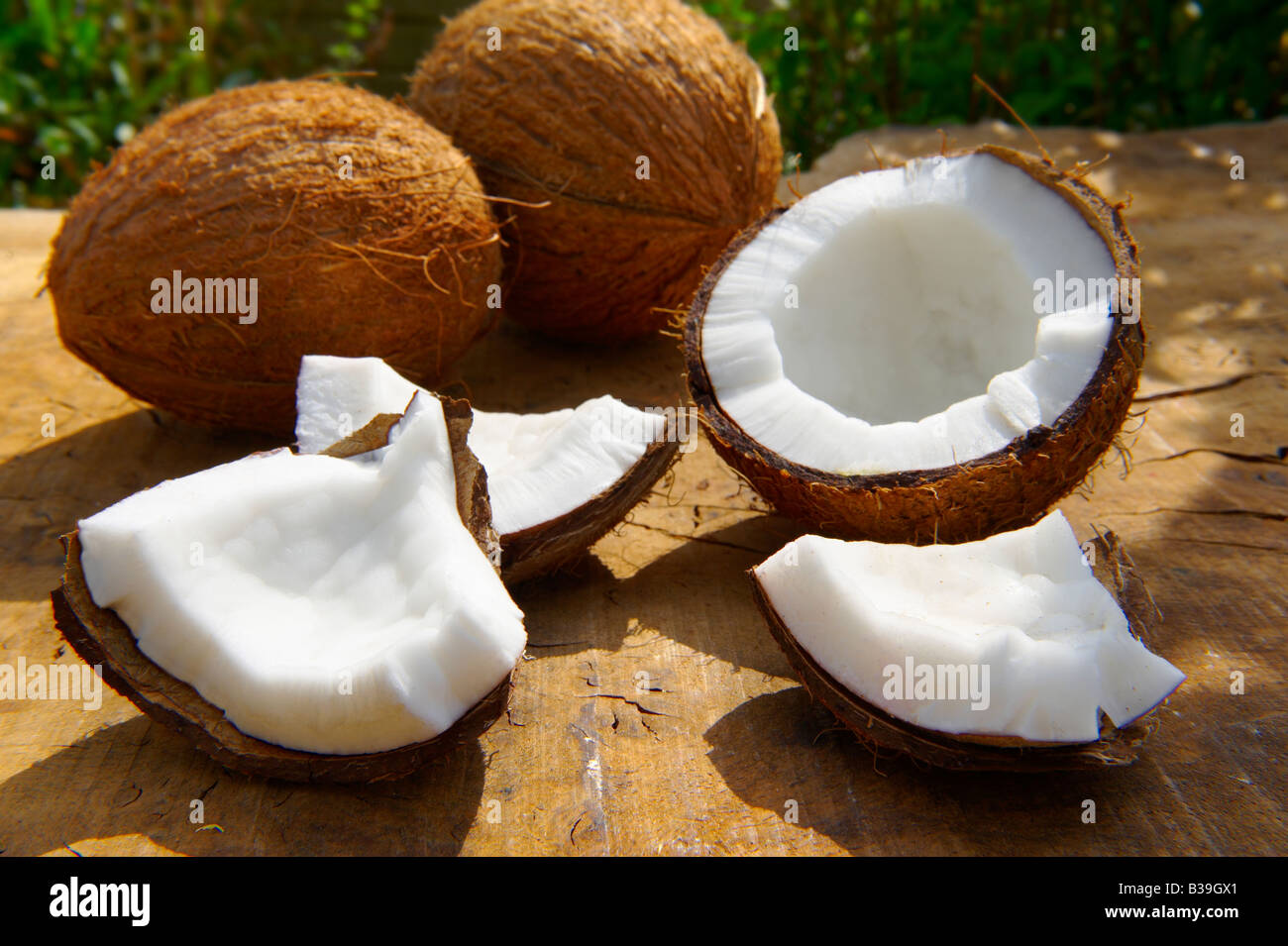 Fresco di cocco rotto , intero e aperto su un tavolo in un giardino Foto Stock