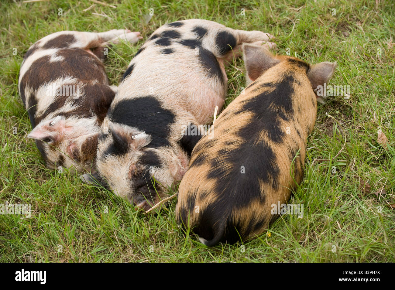 Kune kune suinetti di dormire su erba Warwickshire Foto Stock