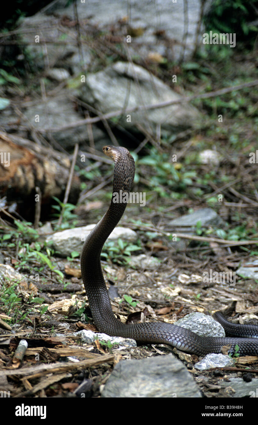 MONOCLED COBRA. Naja kaouthia, infame comune. Eaglenest, Arunachal Pradesh, India Foto Stock