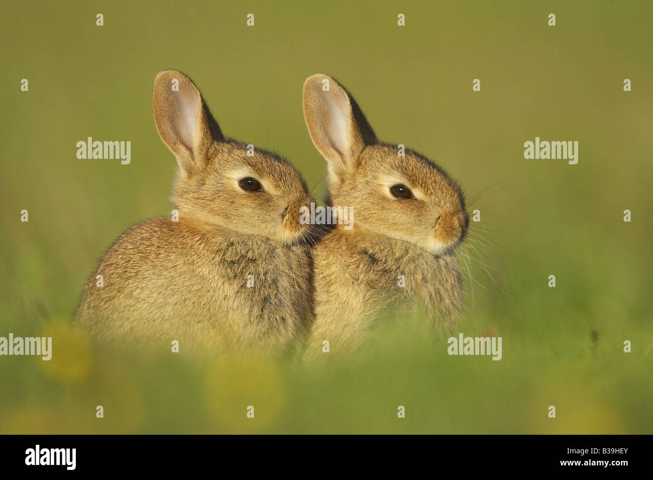 Coniglio selvatico (oryctolagus cuniculus). Due ragazzi al di fuori seduta burrow ingresso nella tarda sera sun Foto Stock