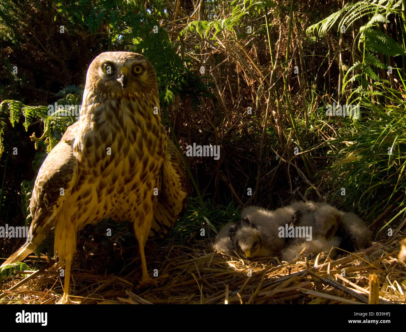 Ampio angolo di Albanella reale, Circus cyaneus, a nido con i giovani. Ritratto intimo della femmina. Foto Stock