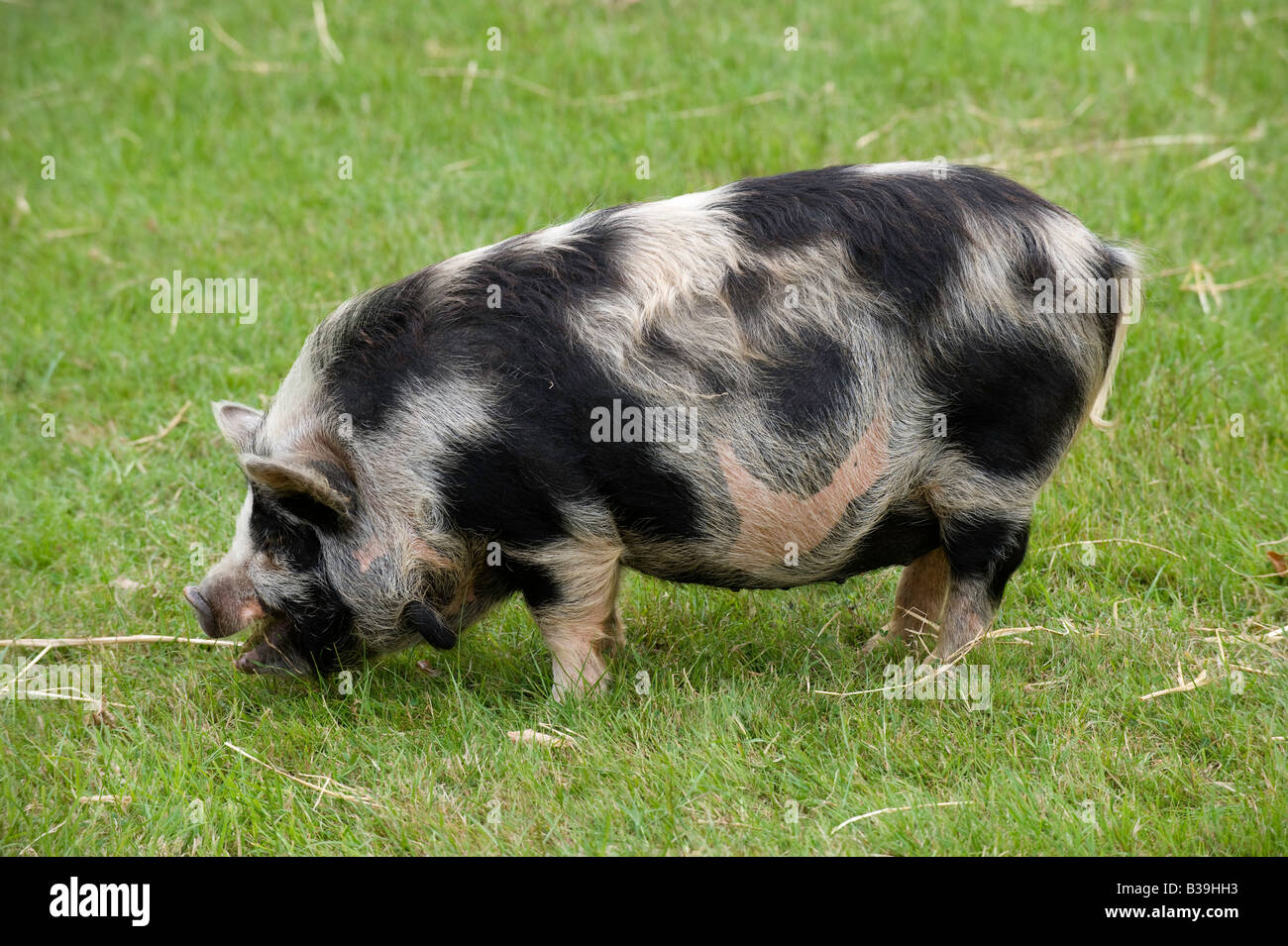 Kune kune pascolo suino sull'erba Warwickshire Foto Stock