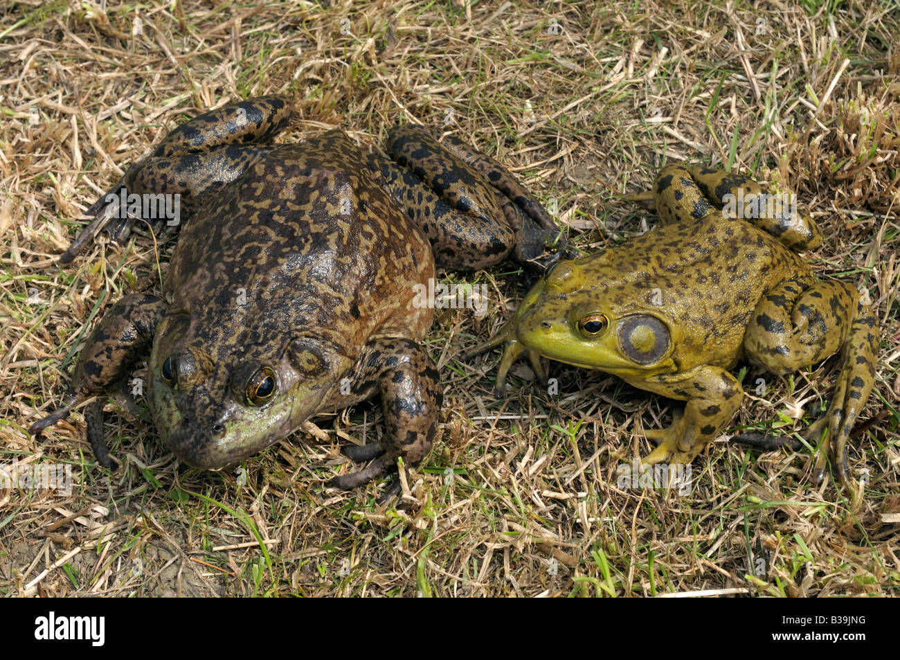 American Bullfrog (Rana catesbeiana, Lithobates catesbeianus), femmina sulla sinistra e il maschio sulla destra Foto Stock