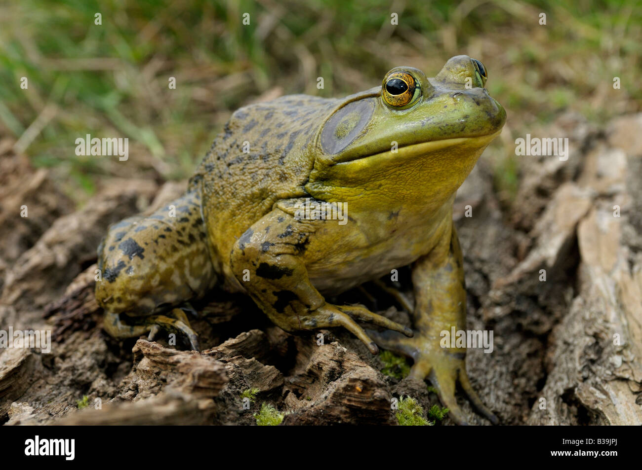 American Bullfrog (Rana catesbeiana, Lithobates catesbeianus), maschio Foto Stock