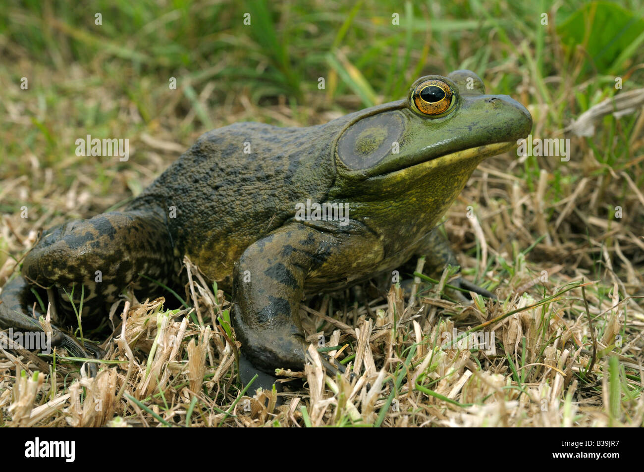 American Bullfrog (Rana catesbeiana, Lithobates catesbeianus), maschio sull'erba Foto Stock