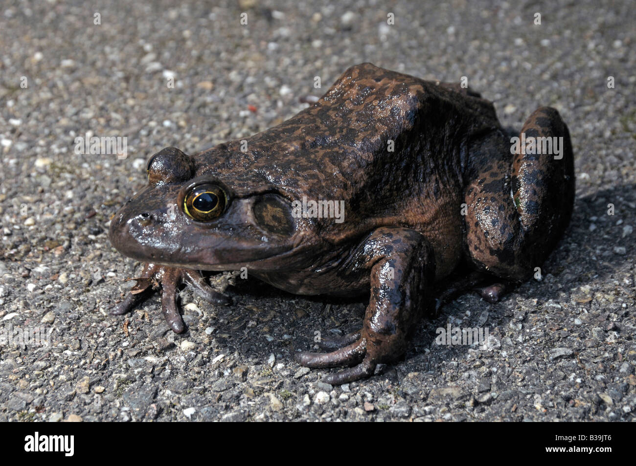 American Bullfrog (Rana catesbeiana, Lithobates catesbeianus), femmina Foto Stock