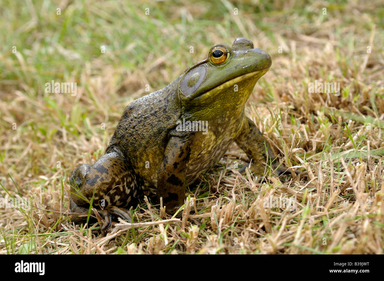 American Bullfrog (Rana catesbeiana, Lithobates catesbeianus), maschio sull'erba Foto Stock
