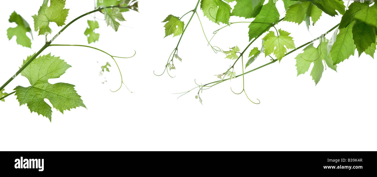 Sfondo di uva o di foglie di vite isolati su sfondo bianco Foto Stock