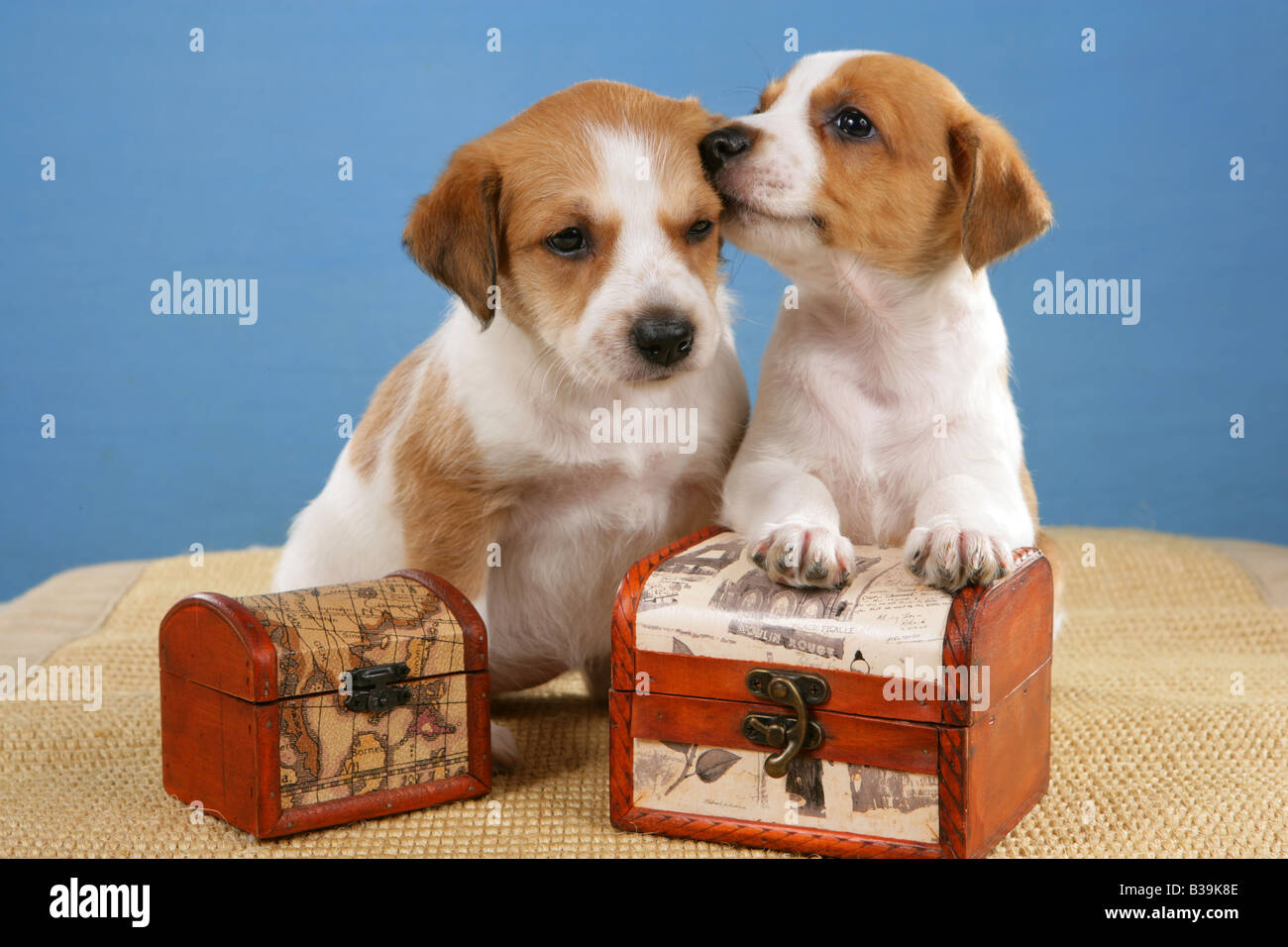 Due Cuccioli Kromfohrlaender con cassapanche del tesoro Foto Stock