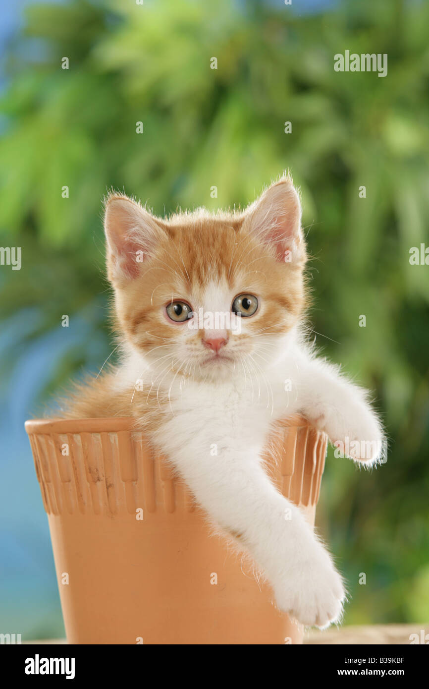 Britisch Shorthair kitten in pot Foto Stock