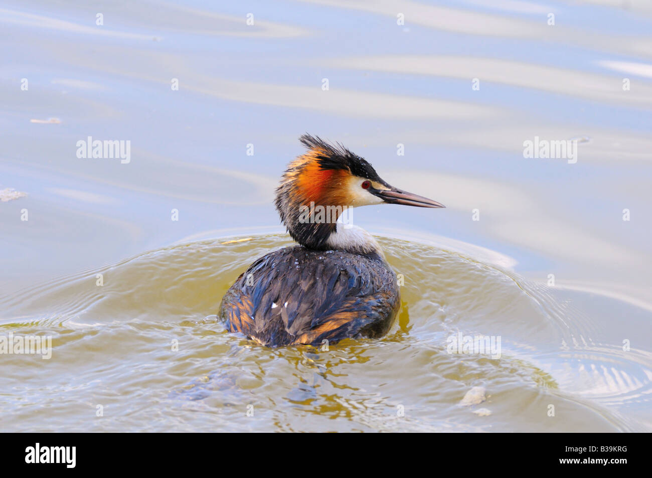 Svasso maggiore - nuoto / Podiceps cristatus Foto Stock