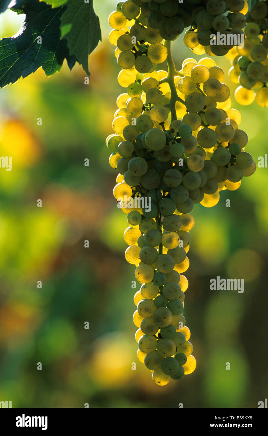 Uva, uva grappolo d'uva, grappolo di uva, vite, la vite, la Vitis vinifera (diapositiva) Foto Stock